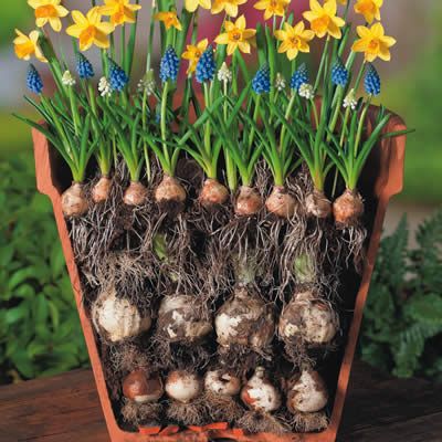 Destination Geauga Tourism | Bulbs Layered3
