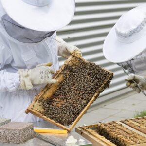 Destination Geauga Tourism | beekeeper 2650663 1280