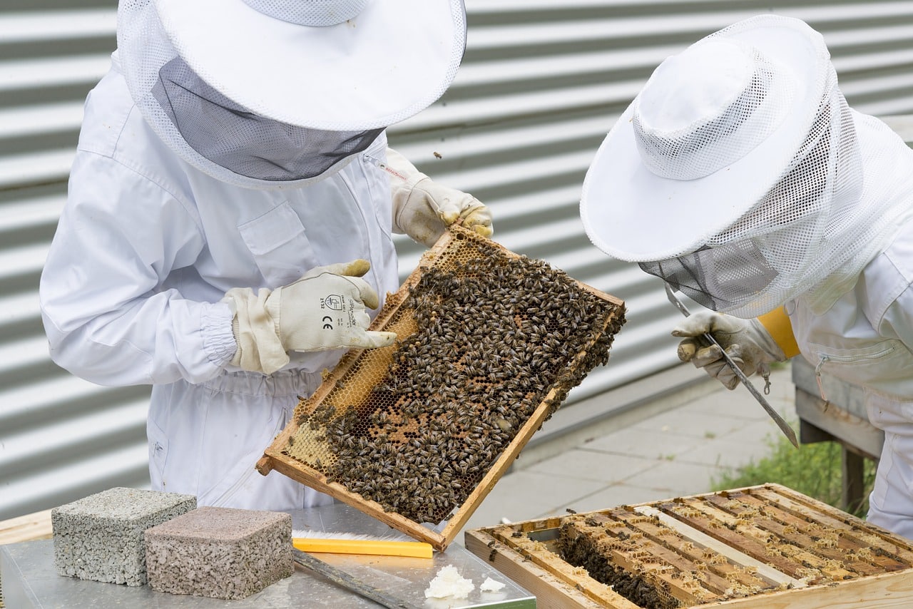 Destination Geauga Tourism | beekeeper 2650663 1280