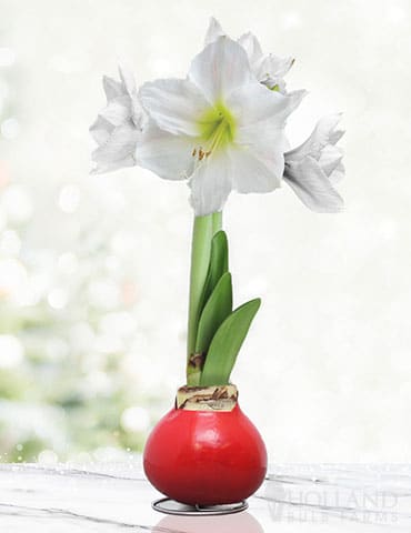 Destination Geauga Tourism | bulbs 1